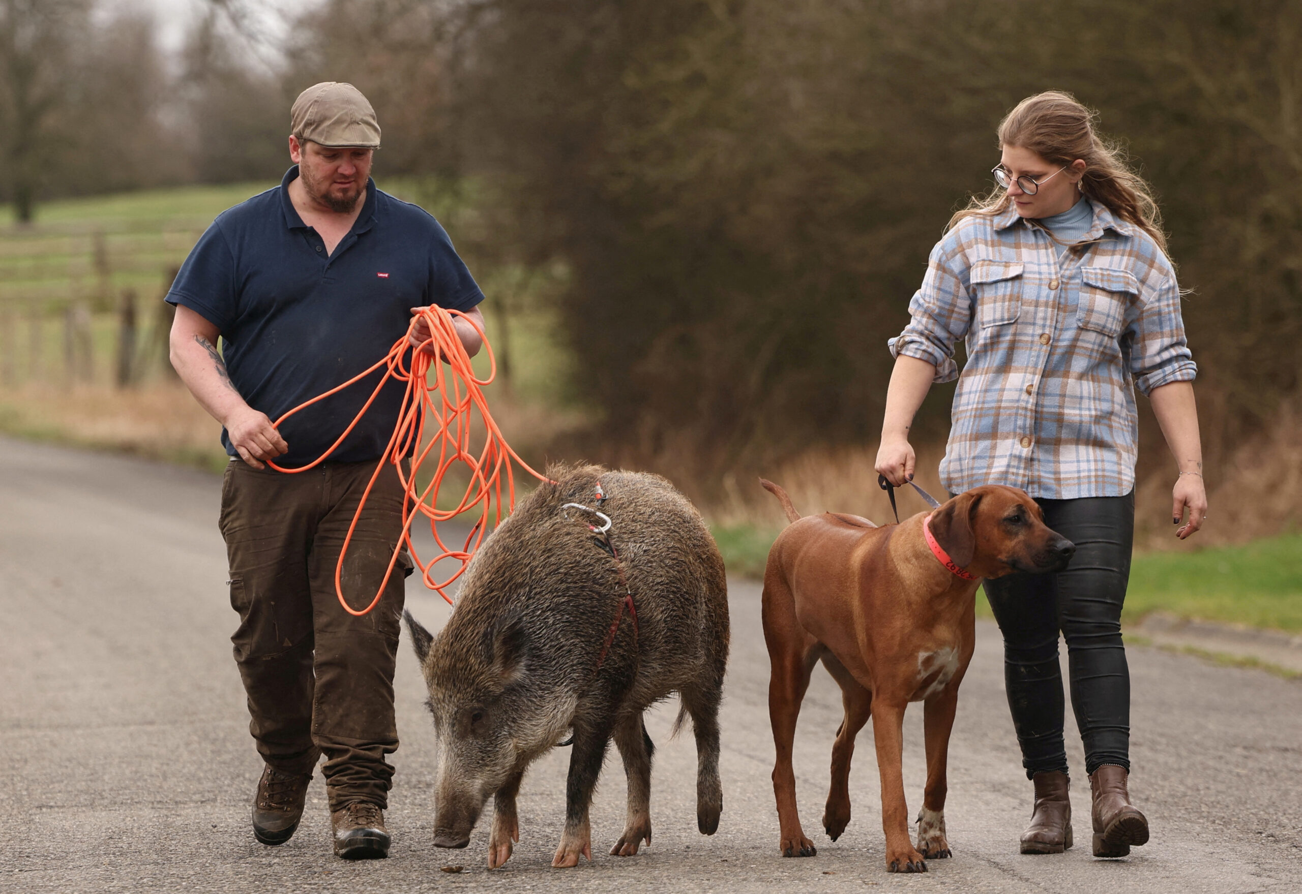 A Belgian couple raises a rescued wild boar indoors