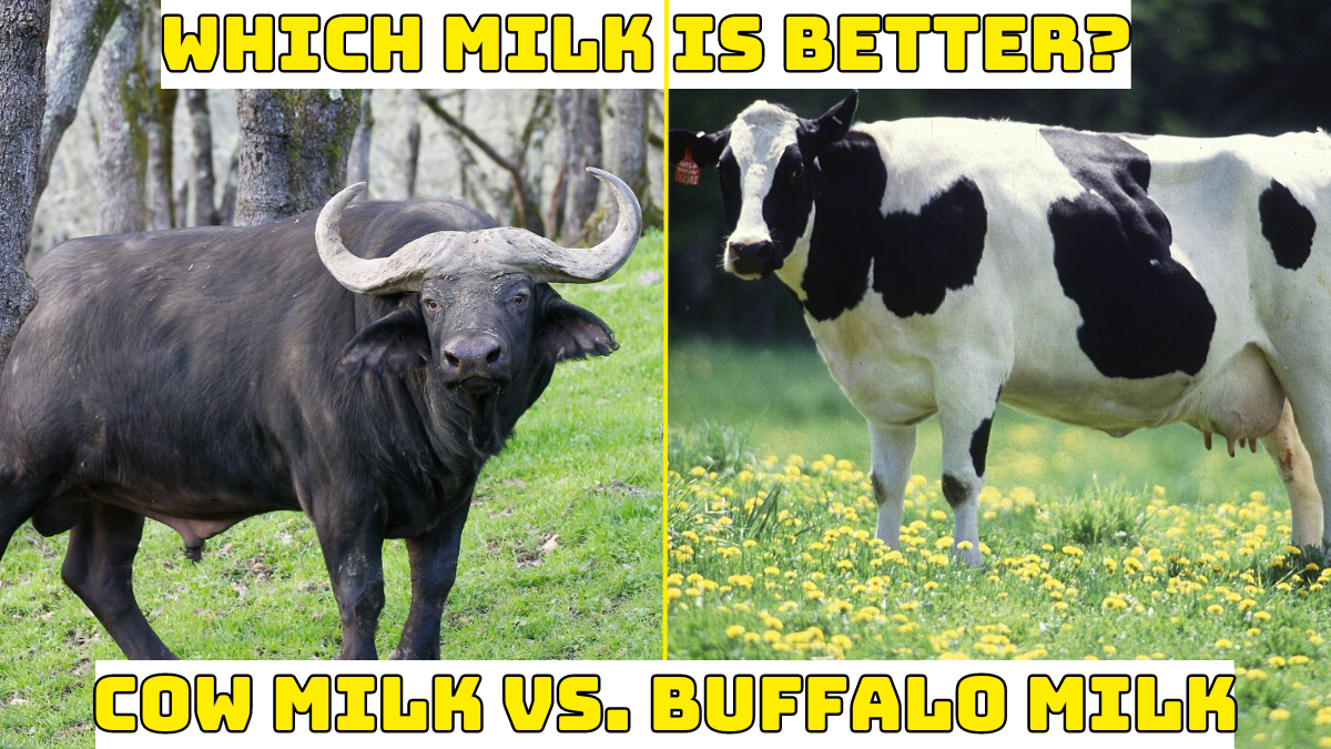 Buffalo vs Cow Milk