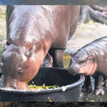 Baby Hippo “Moo Deng” Becomes Thailand’s Latest Internet Sensation