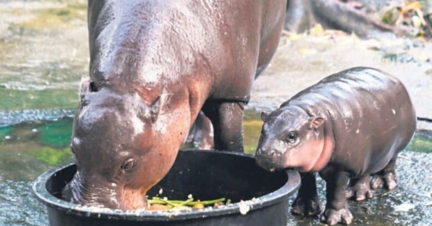 Baby Hippo “Moo Deng” Becomes Thailand’s Latest Internet Sensation