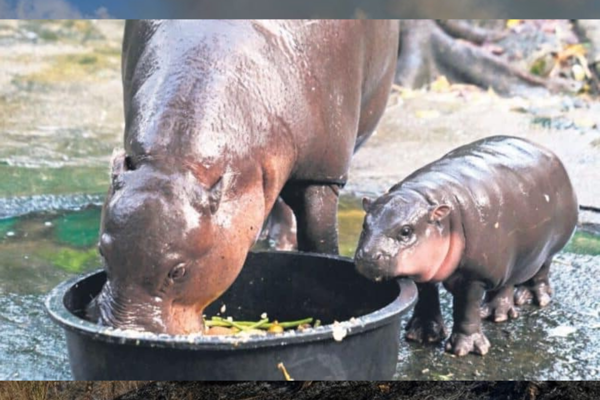 Baby Hippo “Moo Deng” Becomes Thailand’s Latest Internet Sensation